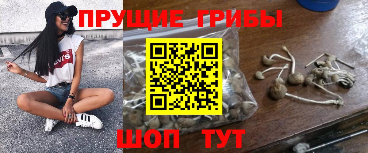 Псилоцибиновые грибы прущие грибы Камень-на-Оби